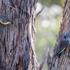 Acanthiza chrysorrhoa (Yellow-rumped Thornbill) at Majura, ACT - 12 Apr 2020 by RodDeb