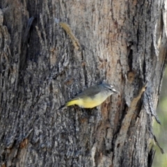 Acanthiza chrysorrhoa at Majura, ACT - 12 Apr 2020