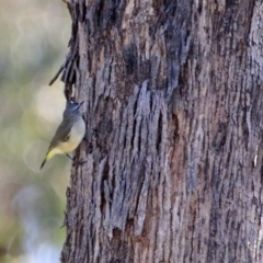 Acanthiza chrysorrhoa at Majura, ACT - 12 Apr 2020