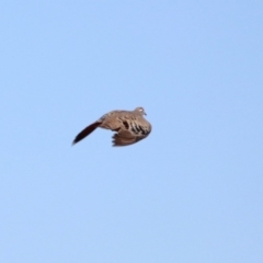 Phaps chalcoptera (Common Bronzewing) at Majura, ACT - 12 Apr 2020 by RodDeb