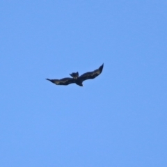 Aquila audax at Tuggeranong DC, ACT - 12 Apr 2020