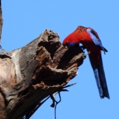 Platycercus elegans (Crimson Rosella) at Pialligo, ACT - 12 Apr 2020 by RodDeb