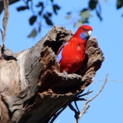 Platycercus elegans at Pialligo, ACT - 12 Apr 2020