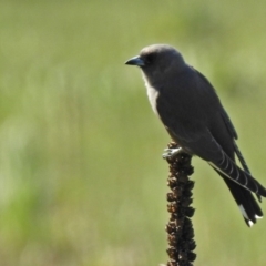 Artamus cyanopterus (Dusky Woodswallow) at Majura, ACT - 12 Apr 2020 by RodDeb