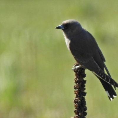 Artamus cyanopterus cyanopterus (Dusky Woodswallow) at Mount Ainslie - 12 Apr 2020 by RodDeb