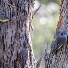 Artamus cyanopterus at Majura, ACT - 12 Apr 2020