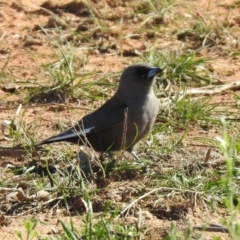 Artamus cyanopterus at Majura, ACT - 12 Apr 2020