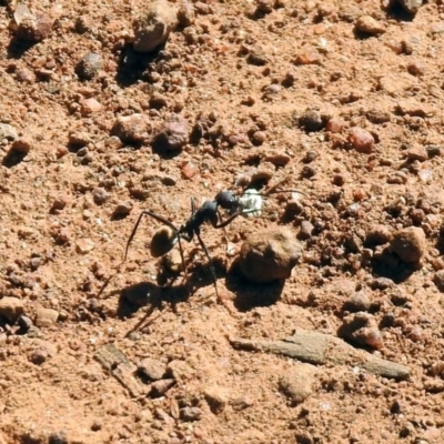 Camponotus suffusus (Golden-tailed sugar ant) at Mount Ainslie - 12 Apr 2020 by RodDeb