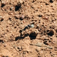Camponotus suffusus (Golden-tailed sugar ant) at Majura, ACT - 12 Apr 2020 by RodDeb