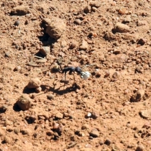 Camponotus suffusus at Majura, ACT - 12 Apr 2020 01:32 PM