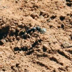 Camponotus suffusus at Majura, ACT - 12 Apr 2020 01:32 PM