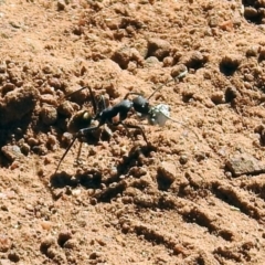 Camponotus suffusus at Majura, ACT - 12 Apr 2020