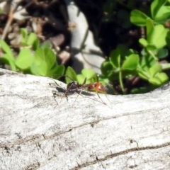 Iridomyrmex purpureus (Meat Ant) at Campbell Park Woodland - 12 Apr 2020 by RodDeb