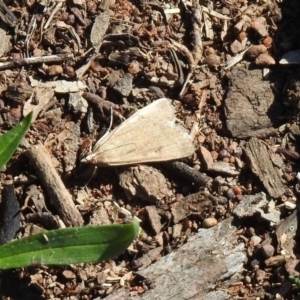 Achyra affinitalis at Mount Ainslie - 12 Apr 2020