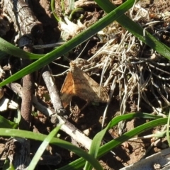 Scopula rubraria (Plantain Moth) at Majura, ACT - 12 Apr 2020 by RodDeb