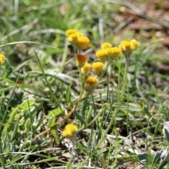 Chrysocephalum semipapposum (Clustered Everlasting) at Mount Ainslie - 12 Apr 2020 by RodDeb