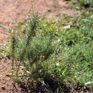 Chrysocephalum semipapposum at Majura, ACT - 12 Apr 2020