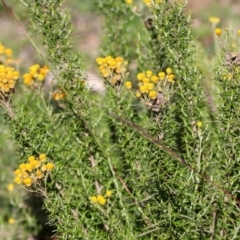 Chrysocephalum semipapposum at Majura, ACT - 12 Apr 2020