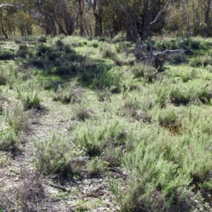 Chrysocephalum semipapposum at Majura, ACT - 12 Apr 2020