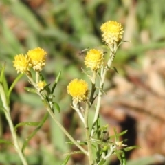 Chrysocephalum semipapposum at Majura, ACT - 12 Apr 2020