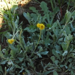 Chrysocephalum apiculatum at Majura, ACT - 12 Apr 2020