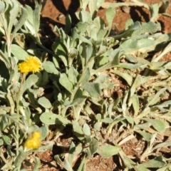 Chrysocephalum apiculatum at Majura, ACT - 12 Apr 2020