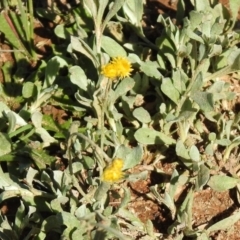 Chrysocephalum apiculatum at Majura, ACT - 12 Apr 2020 12:54 PM