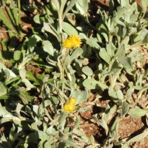 Chrysocephalum apiculatum at Majura, ACT - 12 Apr 2020