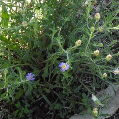 Vittadinia cuneata var. cuneata (Fuzzy New Holland Daisy) at Majura, ACT - 12 Apr 2020 by RodDeb