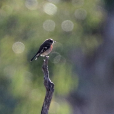 Petroica boodang (Scarlet Robin) at Majura, ACT - 12 Apr 2020 by RodDeb