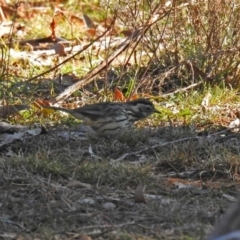 Pyrrholaemus sagittatus (Speckled Warbler) at Mount Ainslie - 12 Apr 2020 by RodDeb