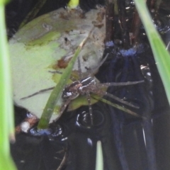 Dolomedes sp. (genus) (Fishing spider) at Mount Ainslie - 12 Apr 2020 by RodDeb