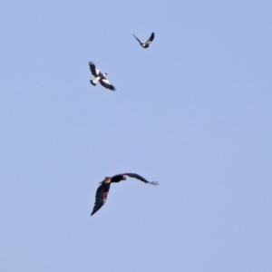 Aquila audax at Majura, ACT - 12 Apr 2020 02:39 PM