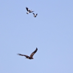 Aquila audax at Majura, ACT - 12 Apr 2020