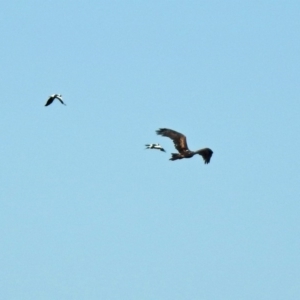 Aquila audax at Majura, ACT - 12 Apr 2020 02:39 PM