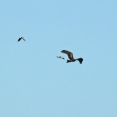 Aquila audax at Majura, ACT - 12 Apr 2020