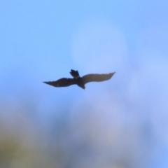 Aquila audax at Majura, ACT - 12 Apr 2020 02:39 PM