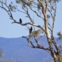 Aquila audax at Majura, ACT - 12 Apr 2020 02:39 PM