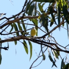 Gerygone olivacea (White-throated Gerygone) at Mount Ainslie - 12 Apr 2020 by RodDeb
