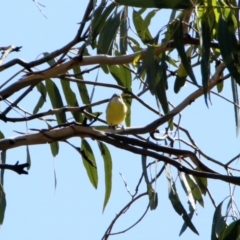 Gerygone olivacea (White-throated Gerygone) at Majura, ACT - 12 Apr 2020 by RodDeb