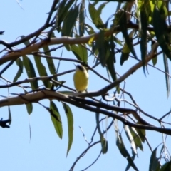 Gerygone olivacea at Majura, ACT - 12 Apr 2020