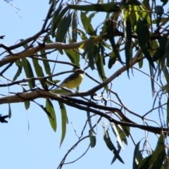 Gerygone olivacea at Majura, ACT - 12 Apr 2020