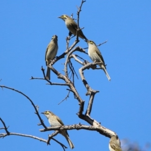 Caligavis chrysops at Majura, ACT - 12 Apr 2020