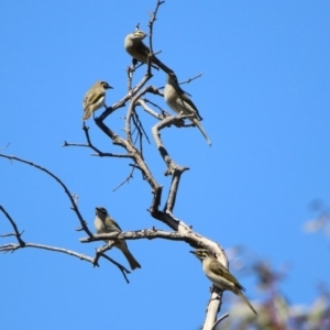 Caligavis chrysops at Majura, ACT - 12 Apr 2020