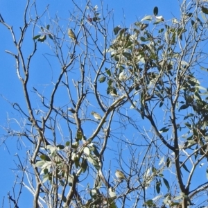 Caligavis chrysops at Majura, ACT - 12 Apr 2020