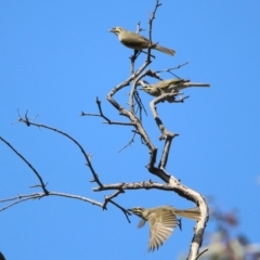 Caligavis chrysops at Majura, ACT - 12 Apr 2020