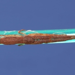 Synalus angustus (Narrow crab spider) at Evatt, ACT - 10 Mar 2015 by TimL