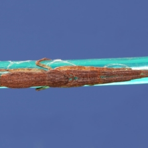 Synalus angustus at Evatt, ACT - 10 Mar 2015