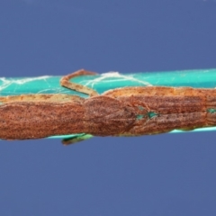 Synalus angustus at Evatt, ACT - 10 Mar 2015