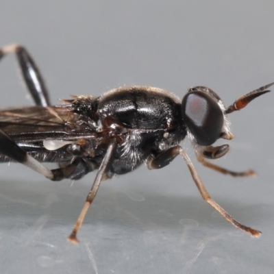 Exaireta spinigera (Garden Soldier Fly) at Evatt, ACT - 6 Apr 2020 by TimL